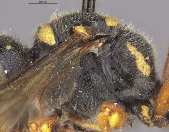 Media type: image;   Entomology 13773 Aspect: thorax lateral